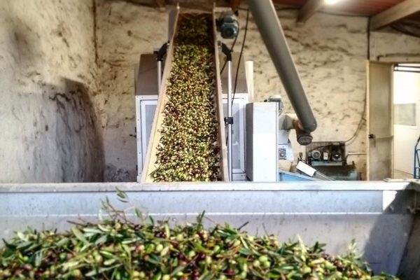 ACTUALITÉS - Tri des olives 2020