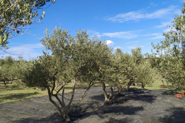 ACTUALITÉS - Récole des olives 2020