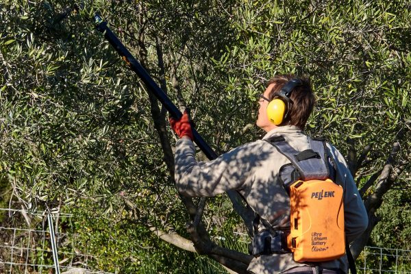 ACTUALITÉS - Récolte des olives 2021